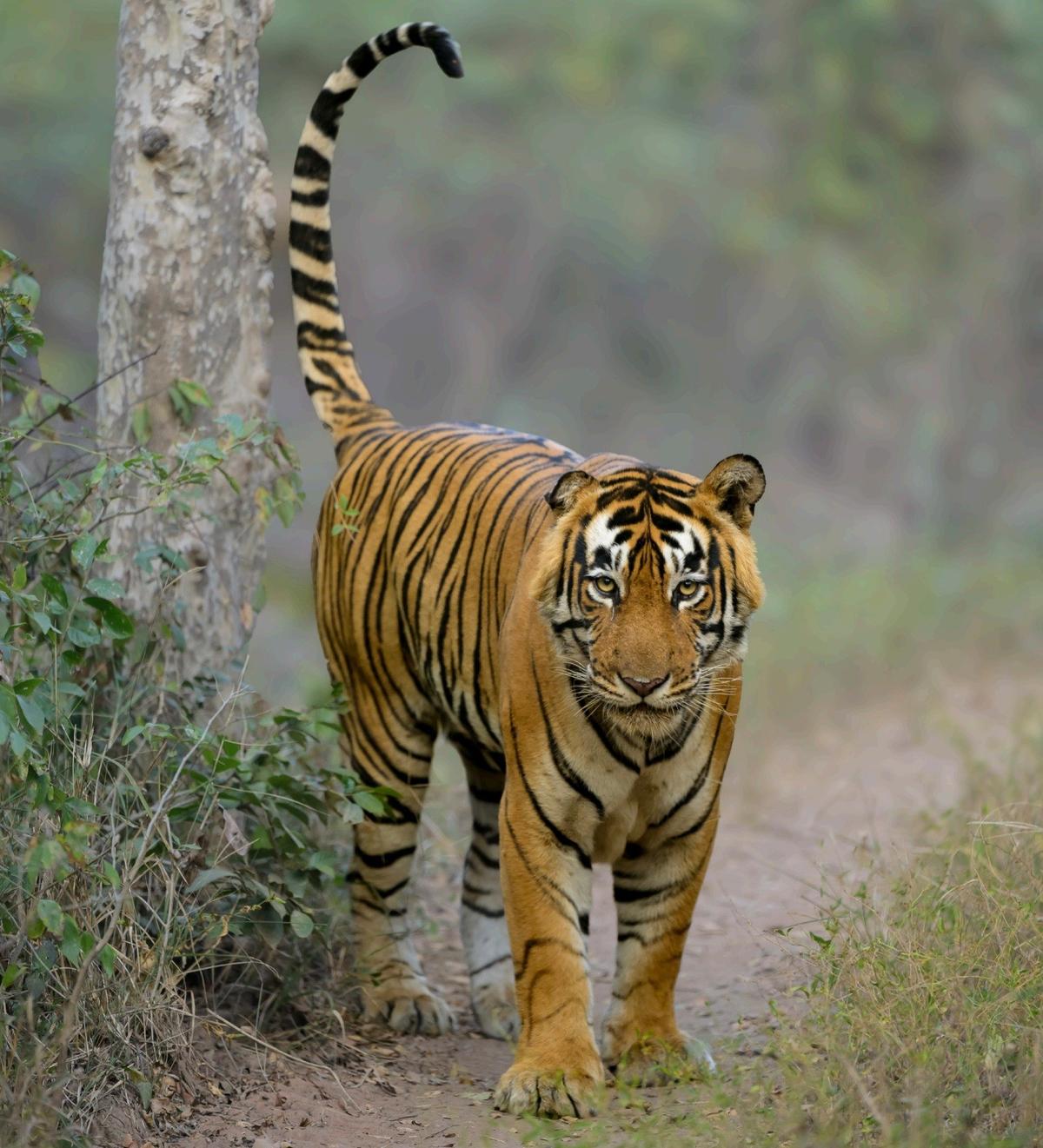 Odisha’s Satkosia Tiger Reserve provides valuable lessons for future tiger recovery initiatives. Photo: Special Arrangement